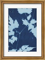 Cyanotype No.9 Fine Art Print