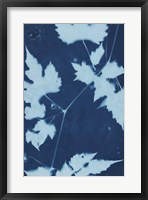 Cyanotype No.9 Fine Art Print