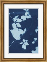 Cyanotype No.11 Fine Art Print
