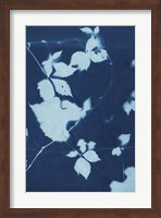 Cyanotype No.11 Fine Art Print