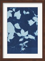 Cyanotype No.12 Fine Art Print