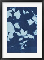Cyanotype No.12 Fine Art Print