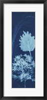 Cyanotype No.13 Fine Art Print