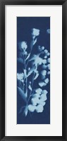 Cyanotype No.14 Fine Art Print