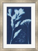 Cyanotype No.15 Fine Art Print