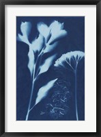 Cyanotype No.15 Fine Art Print