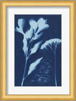 Cyanotype No.15 Fine Art Print