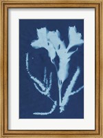 Cyanotype No.17 Fine Art Print