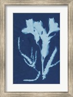 Cyanotype No.17 Fine Art Print