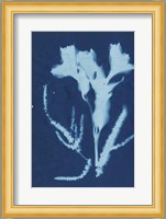 Cyanotype No.17 Fine Art Print