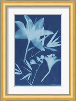 Cyanotype No.18 Fine Art Print