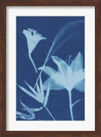 Cyanotype No.19 Fine Art Print