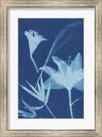 Cyanotype No.19 Fine Art Print