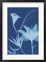 Cyanotype No.19 Fine Art Print