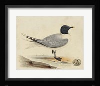 Meyer Shorebirds I Fine Art Print