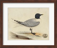 Meyer Shorebirds I Fine Art Print