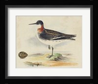 Meyer Shorebirds II Fine Art Print