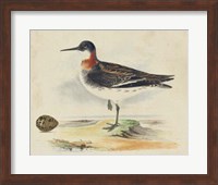 Meyer Shorebirds II Fine Art Print
