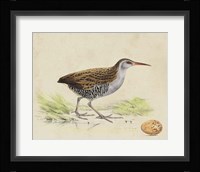 Meyer Shorebirds III Fine Art Print