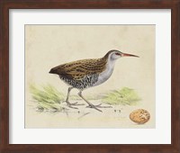 Meyer Shorebirds III Fine Art Print