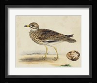 Meyer Shorebirds IV Fine Art Print