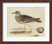 Meyer Shorebirds IV Fine Art Print