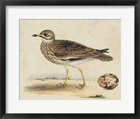 Meyer Shorebirds IV Fine Art Print