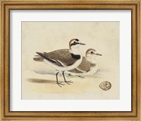 Meyer Shorebirds V Fine Art Print
