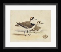 Meyer Shorebirds V Fine Art Print