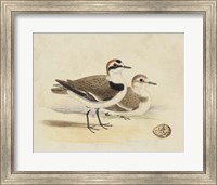Meyer Shorebirds V Fine Art Print