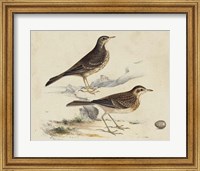 Meyer Shorebirds VI Fine Art Print