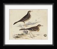 Meyer Shorebirds VI Fine Art Print