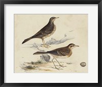Meyer Shorebirds VI Fine Art Print