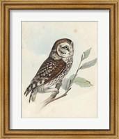 Meyer Little Owl Fine Art Print