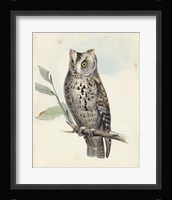 Meyer Scops-Eared Owl Fine Art Print
