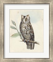 Meyer Scops-Eared Owl Fine Art Print