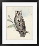 Meyer Scops-Eared Owl Fine Art Print