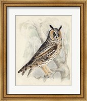 Meyer Long-Eared Owl Fine Art Print