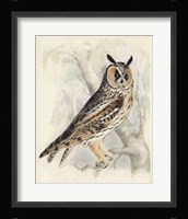 Meyer Long-Eared Owl Fine Art Print
