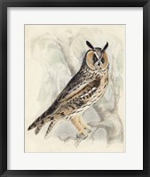 Meyer Long-Eared Owl Fine Art Print