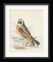 Meyer Hawk Owl Fine Art Print