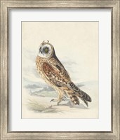 Meyer Hawk Owl Fine Art Print
