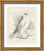 Meyer Snowy Owl Fine Art Print