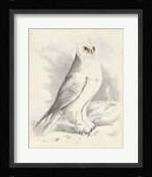 Meyer Snowy Owl Fine Art Print