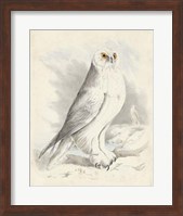 Meyer Snowy Owl Fine Art Print