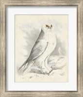 Meyer Snowy Owl Fine Art Print