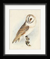 Meyer Barn Owl Fine Art Print
