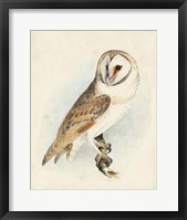 Meyer Barn Owl Fine Art Print