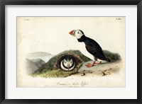 Audubon Arctic Puffin Fine Art Print