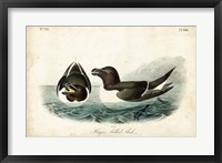 Audubon Razor-billed Auk Fine Art Print